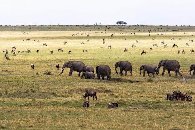 Sabana con herbívoros grandes y pequeños