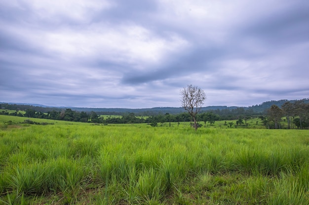 Sabana en la temporada de lluvias