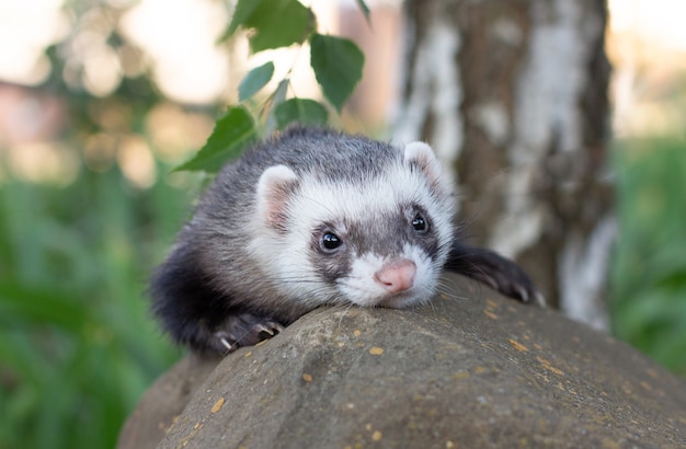 Sable hurón, Mustela putorius, sentado sobre la piedra verde hierba grande