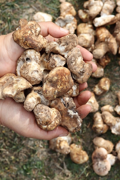 Foto el sabor de las setas matsutake de otoñoxaxaxaxa