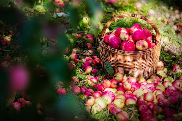 Saborosas maçãs vermelhas na cesta no jardim em dia ensolarado