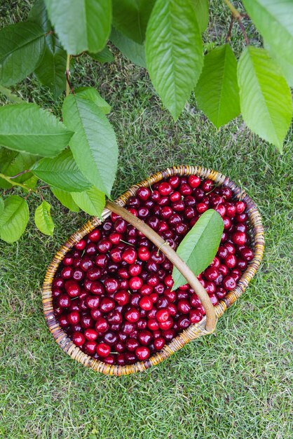 Sabrosas cerezas en una cesta de madera cesta de cerezas maduras frescas en un jardín.