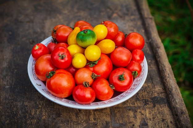 Sabrosos tomates rojos, amarillos y verdes con verdor verde en el plato