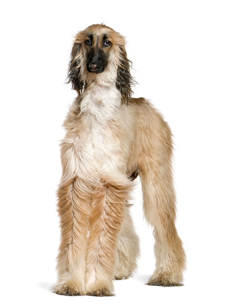 Sabueso afgano con el pelo al viento, 1 año de edad,