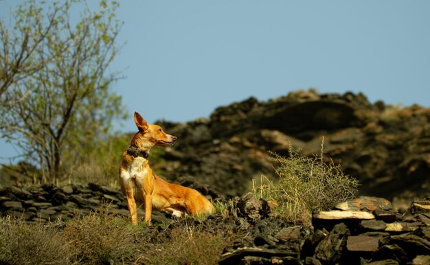 Sabueso mirando al horizonte