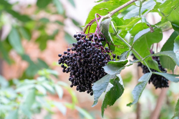 Sabugueiro preto em um galho sob folhas verdes Bagas medicinais