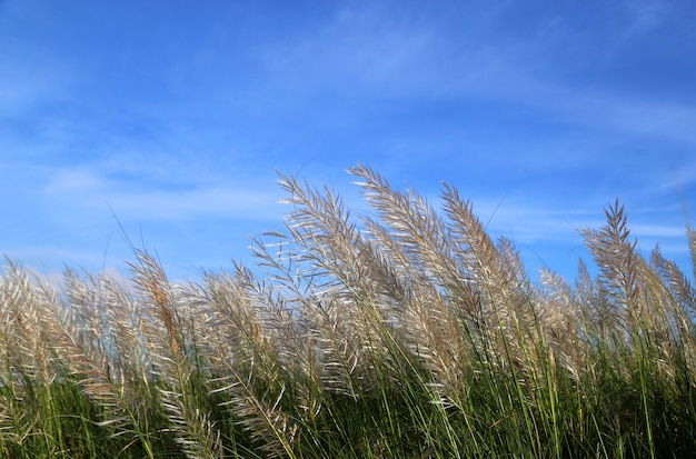 Saccharum Spontaneum oder Kans Gras lokal bekannt als die Kash-Blume in Bangladesh