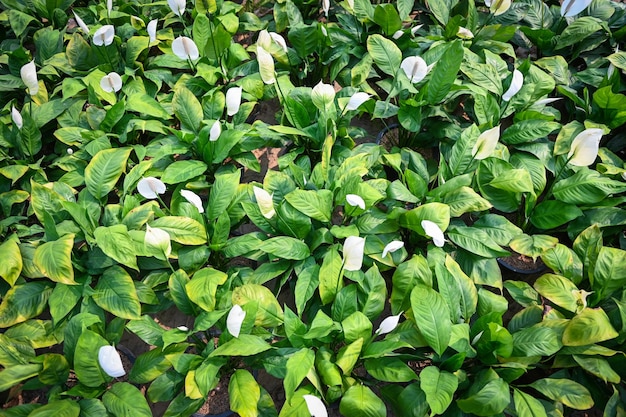 Saco de mudas de lírio da paz no jardim para plantio para planta de casa decorativa spathiphyllum wallisii comumente conhecido como planta ornamental de árvore de lírio da paz reduz a árvore de absorção de carbono e veneno