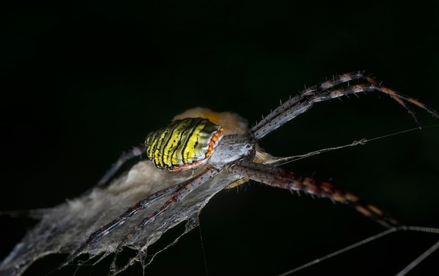 saco tejido de araña colgando de la telaraña