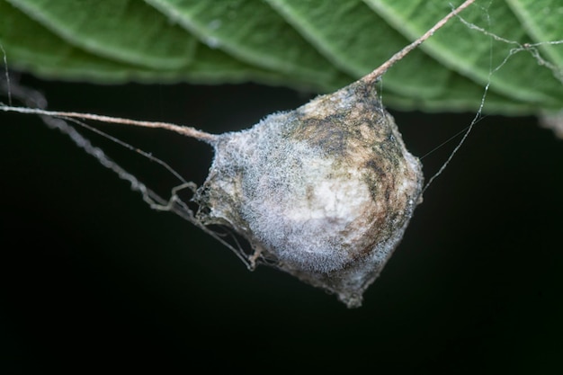 saco tejido de araña colgando de la telaraña