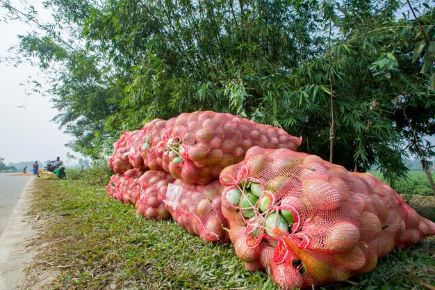 Sacos de berenjena apilados en thakurgong bnagladesh