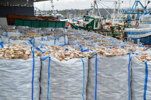 Sacos com conchas de vieiras vazias para processamento e barcos para apanhar vieiras