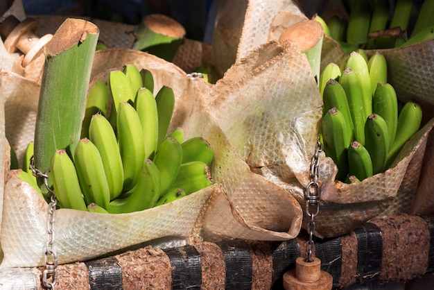 Sacos de banana em uma indústria de embalagens de banana