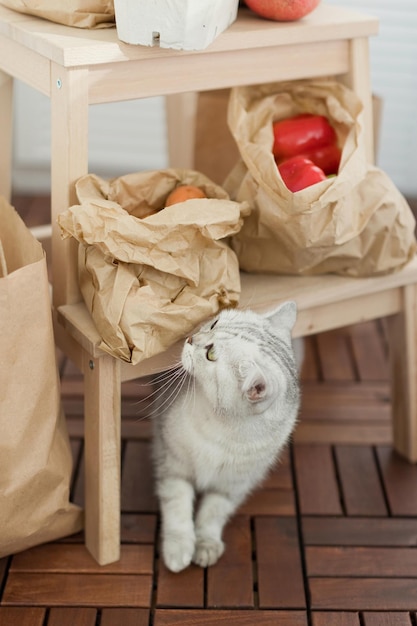 Foto sacos de entrega de mercado fresco e gato