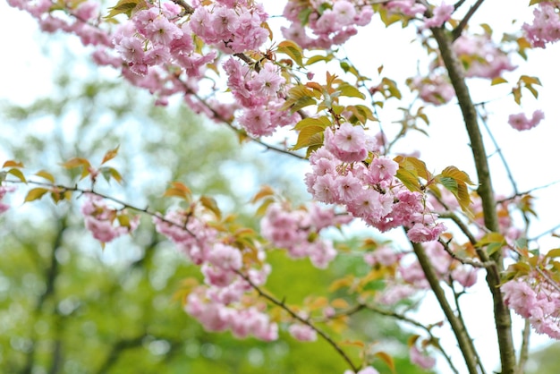 Sacura em flor na primavera