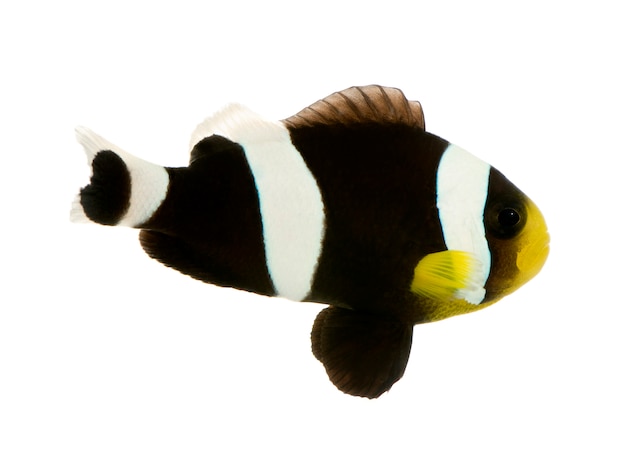 Saddleback Clownfish - Amphiprion polymnus en blanco