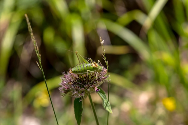 Saddlebacked Bush Cricket Ephippiger Ephippiger Nahaufnahme