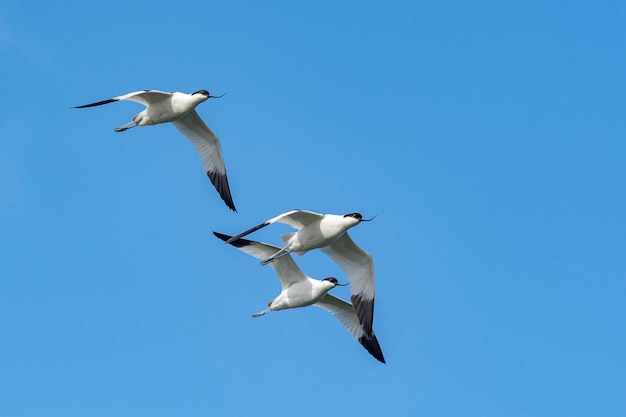 Säbelschnäbler Recurvirostra avosetta Malaga Spanien