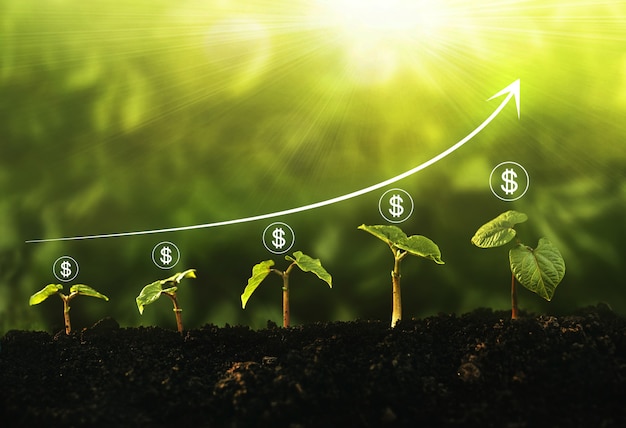 Sämling, der Schritt im Garten mit Dollarikone und Diagramm auf sonnigem Hintergrund wächst. Konzept von Geschäftswachstum, Gewinn, Entwicklung und Erfolg.