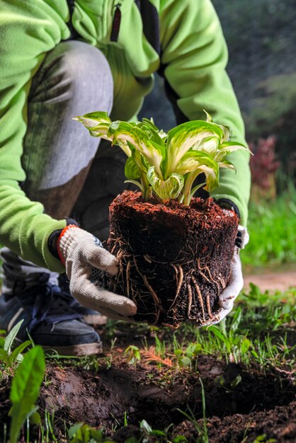 Sämlinge Hosta-Pflanzen in den Garten verpflanzen Töpfe mit Jungpflanzen Frühlingsarbeit im Garten