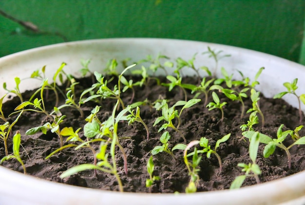 Sämlinge im Eimer mit Boden. Sprossen von Tomaten. Frühlingsfoto. Landwirtschaft Idee. Umweltfreundliches Konzept. Pflanzen wachsen.