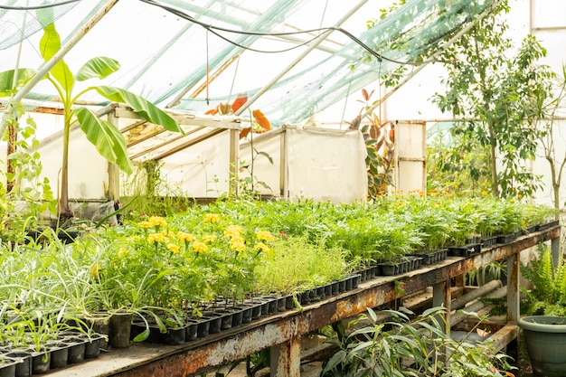 Sämlinge in kleinen Plastiktöpfen im Gewächshaus pflanzen. Verkauf von Pflanzen, Setzlingen und Blumen für den Hausgartenbau.