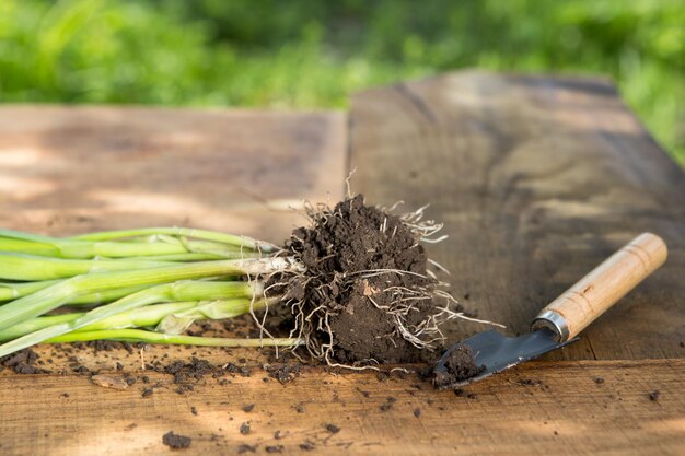 Sämlinge Pflanzen in Töpfen und Gartengeräten auf dem Holztisch grüne Bäume verschwommener Hintergrund Gartenkonzept