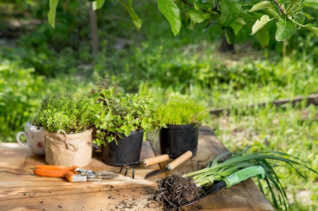 Sämlinge Pflanzen in Töpfen und Gartengeräten auf dem Holztisch grüne Bäume verschwommener Hintergrund Gartenkonzept