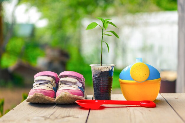 Sämlinge und Kindergartengeräte im Garten im Frühjahr auf Holzbrettern.