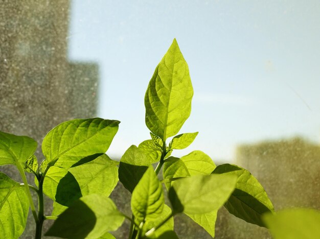 Sämlinge von Gemüsepaprika auf den grünen Blättern des Fensters