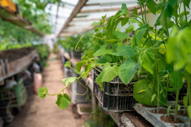 Sämlinge von Gurken und Tomaten in einem Gewächshaus auf einem Bio-Bauernhof