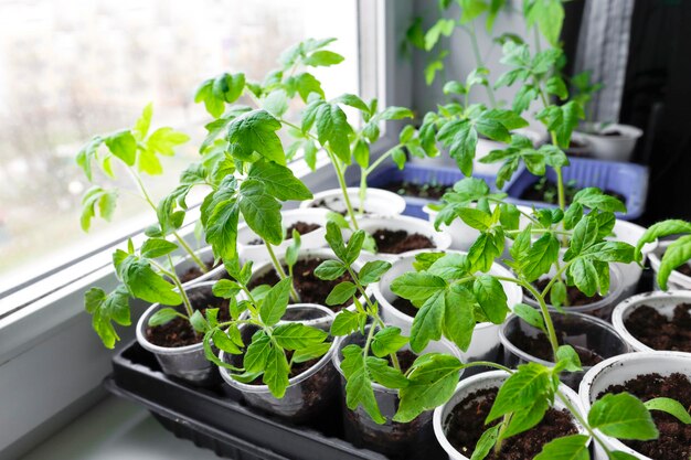 Sämlinge von Tomaten in Töpfen auf der Fensterbank in der Nähe Anbau von Bio-Gemüse Frühlingspflanzung