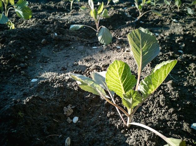 Sämlinge von Weißkohl Brassica oleracea var capitata L Anbau von Gemüse