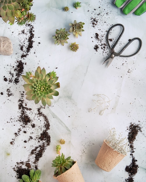 Sämlingstöpfe, Pflanzsämlinge und Babypflanzen von Sempervivum-Sukkulenten.