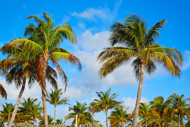 Sänger-Inselstrand am Palm Beach Florida US