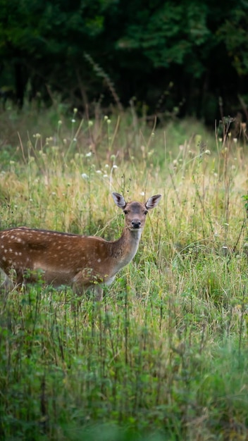 Foto säugetier weiblich alarm wald wald erwachsen