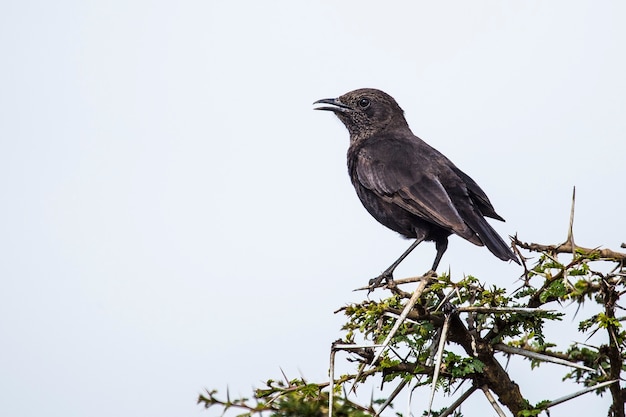 Safari en coche en el Parque Nacional de Nakuru en Kenia, África. Un pájaro negro en un árbol.