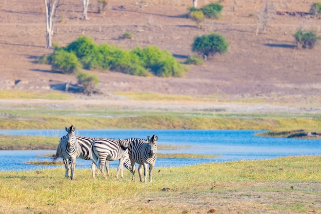 Safari da vida selvagem nos parques nacionais africanos.