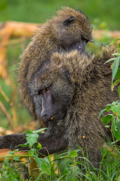 Safari de carro no parque nacional nakuru no quênia, áfrica. uma família de macacos limpando as pulgas uns dos outros