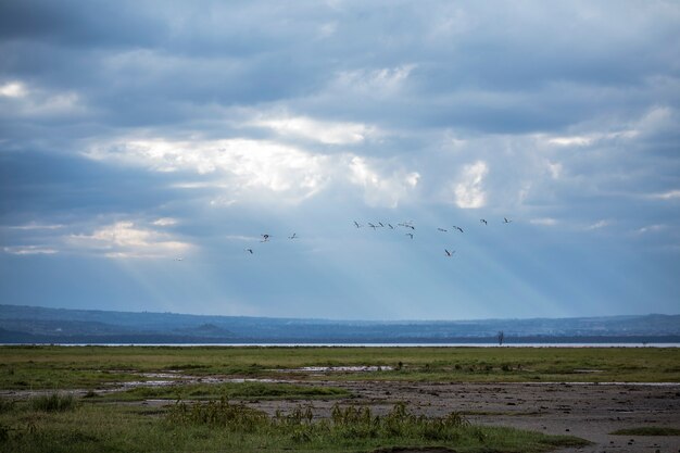 Safari de carro no Parque Nacional Nakuru no Quênia, África. Flamingos rosa voando sobre o lago