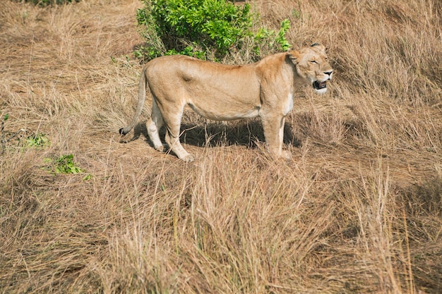 Safari durch die wilde Welt des Maasai Mara Nationalparks in Kenia Hier können Sie Antilopen sehen