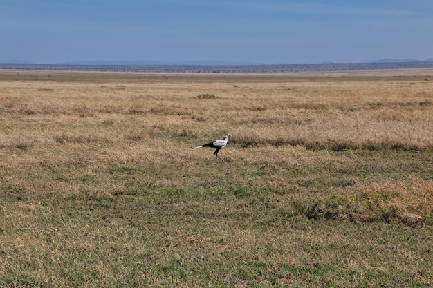 Safari in Kenia und Tansania, Afrika