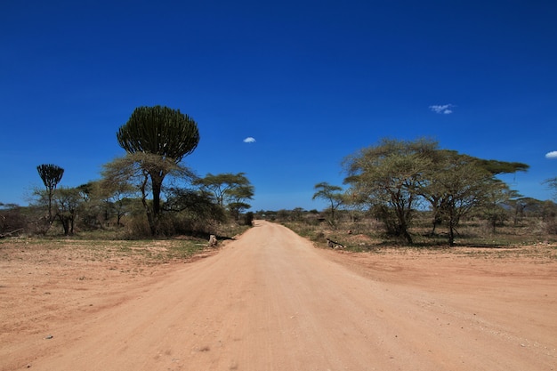 Safari in Kenia und Tansania, Afrika