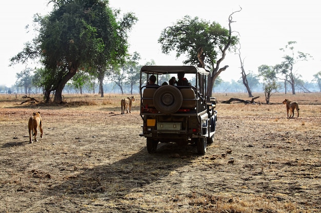 Safari in Sambia