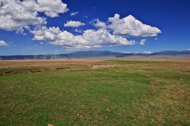 Safari en Kenia y Tanzania, África