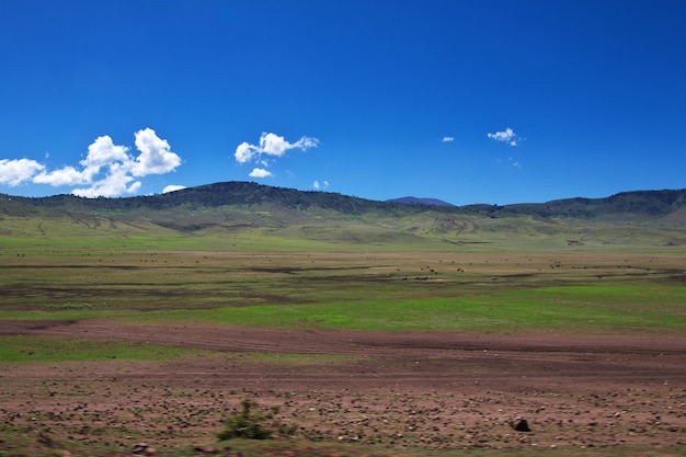 Safari en Kenia y Tanzania, África