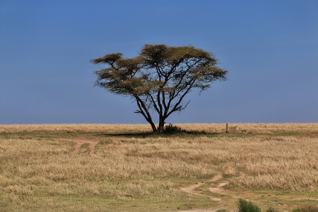 Safari no Quênia e Tanzânia, África