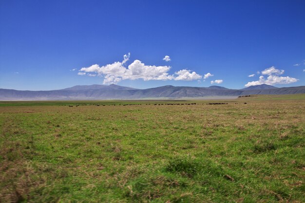 Safari no Quênia e Tanzânia, África