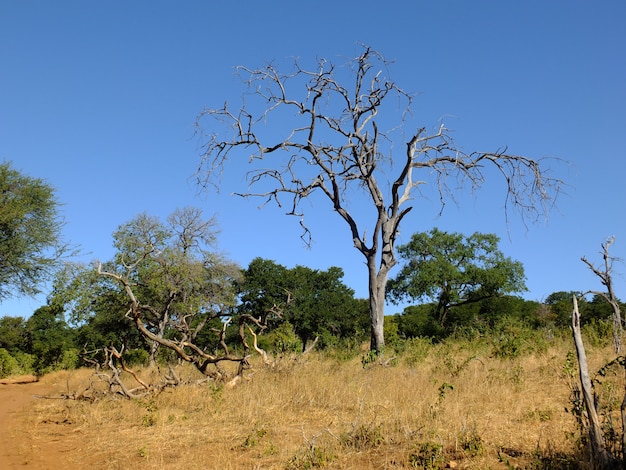 Safari en el parque nacional de Chobe, Botswana, África