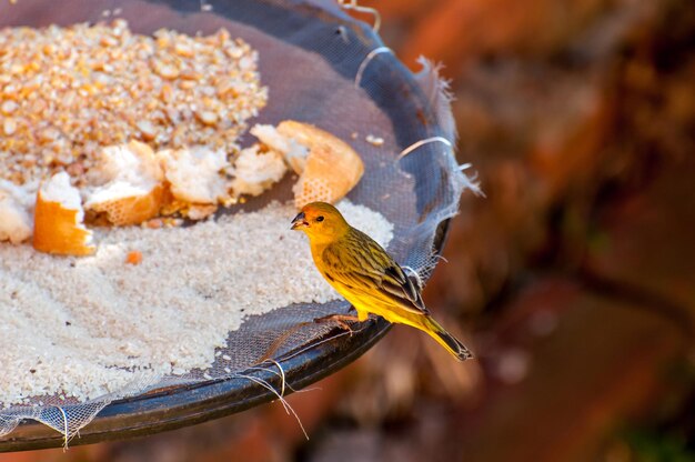 Saffron Finch alimentándose en el comedero para pájaros de jardín